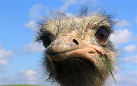 Ostrich Wallpapers Top Free Ostrich Backgrounds Wallpaperaccess