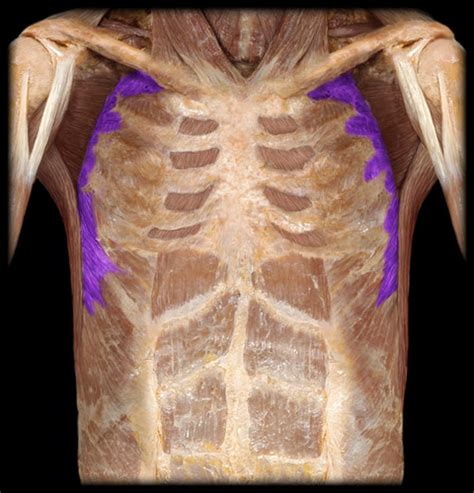 Bio 201 Lab Exam 3 Torso Muscles Flashcards Quizlet