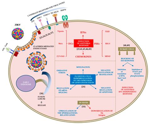 Pathogens Free Full Text Disease Manifestation And Viral Sequences