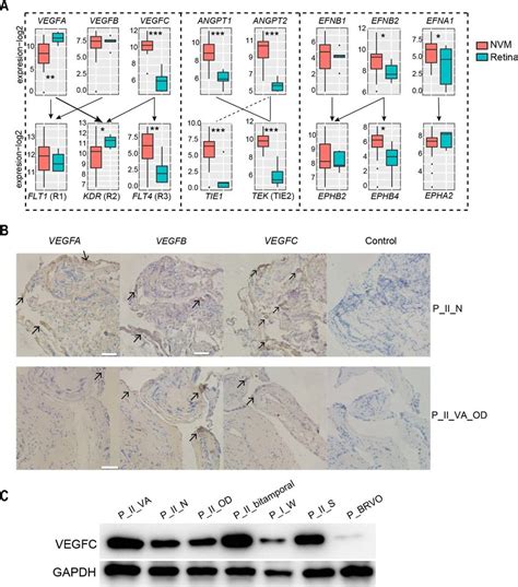 Expression Levels Of Three Gene Families Were Mainly Elevated In