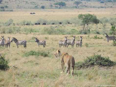 10 Cosas Que Necesitas Saber Antes De Hacer Un Safari Viajeros 360