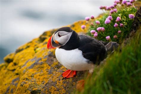 Puffins In Iceland How When And Where To See Them