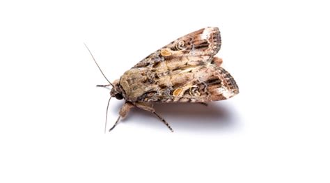 Perfume Component Helps Lure Male Moth Pests Morning Ag Clips