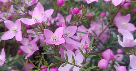 Boronia Flowers Unveiling Their Magic In The Perfumery World