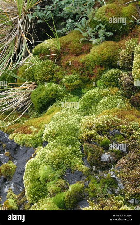 Lichens antarctica hi-res stock photography and images - Alamy