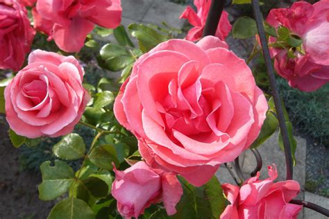 Fotos gratis flor pétalo florecer rosado Floribunda Flor de rosa