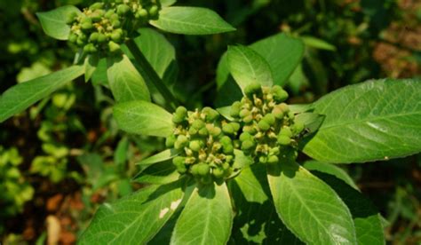 Euphorbia Heterophylla Facts Growth Care And Uses Of Painted Euphorbia