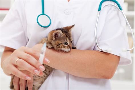 FVRCP Vaccine For Cats Great Pet Care