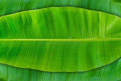 Banana Leaf Of Natural Green Banana Leaf Fresh Stock Image Image Of