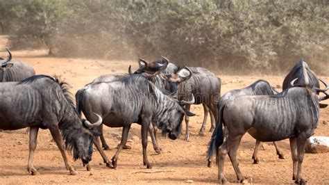 Herd of wildebeest stock photo. Image of bushveld, wildlife - 180273180