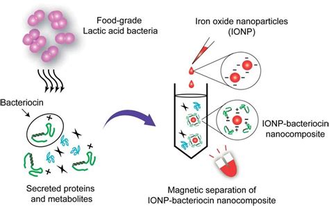 Scheme 1 Selective Capture Of Pediocin By Iron Oxide Nanoparticles