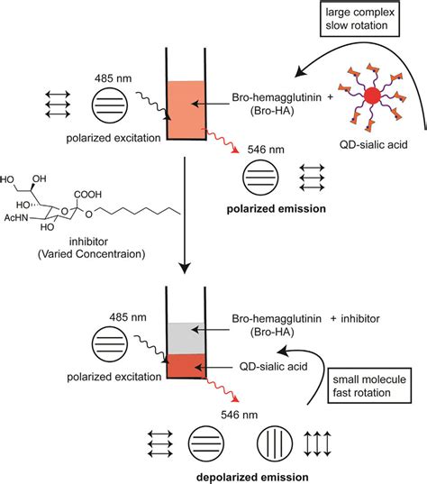 Fluorescence Polarization Based Assay To Screen Hemagglutinin Blockers Download Scientific