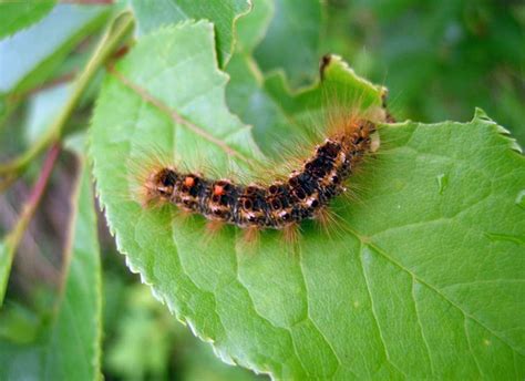 Browntail moth update (May 2023) - The Town Line Newspaper