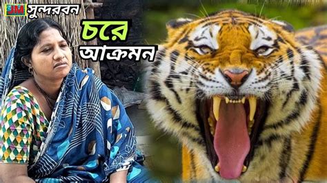 ঘুমন্ত অবস্থায় নৌকা থেকে বাঘ টেনে জঙ্গলে তুলে নিয়ে যায়।tiger Attack