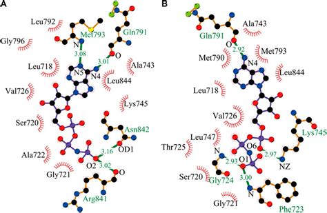 Frontiers Uncovering The Mechanism Of Drug Resistance Caused By The