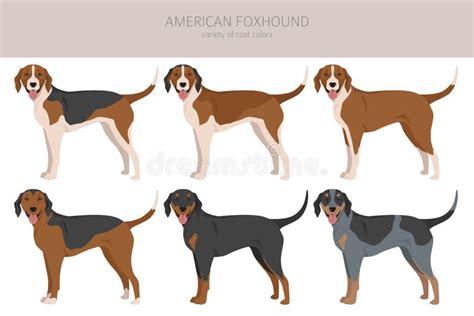 American Foxhound All Colours Clipart. Different Coat Colors Set Stock Vector - Illustration of ...