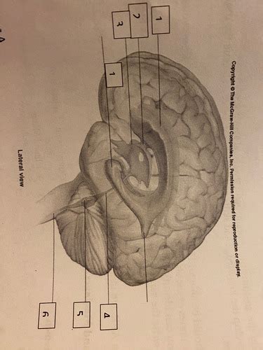 Brain And Spinal Cord Figure A Flashcards Quizlet