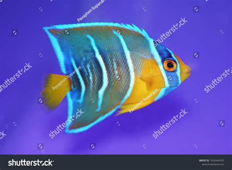 Juvenile Queen Angelfish Holacanthus Ciliaris Stock Photo 1020444535