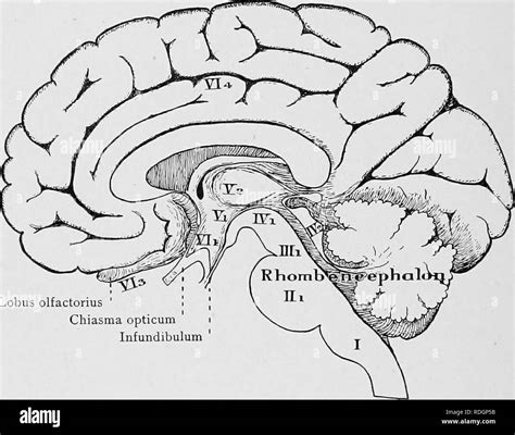 Infundibulum Brain