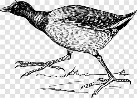 Bird Northern Jacana Jacanas Clip Art Wing Transparent Png