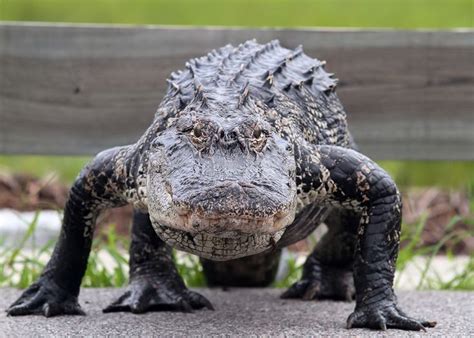 Alligator Alley | Alligator Myths: True or False?