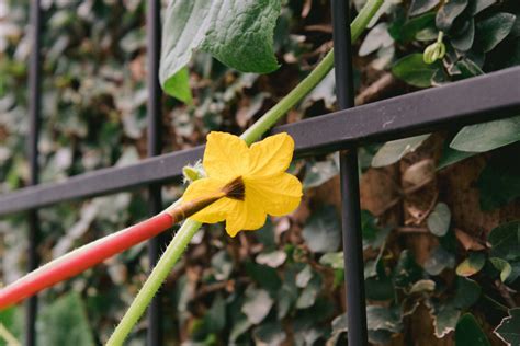 How To Hand Pollinate Cucumbers • Gardenary