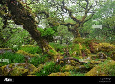 The Magnificent And Mysterious Wistmans Wood Nature Reserve In Dartmoor