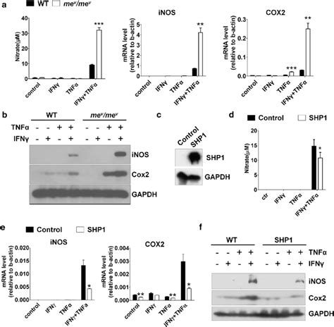 Shp1 Regulated No Production Under Inflammatory Cytokines Stimulation