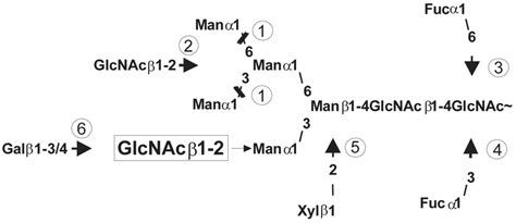 Possible Modifications Of A Glycan After The Action Of Download