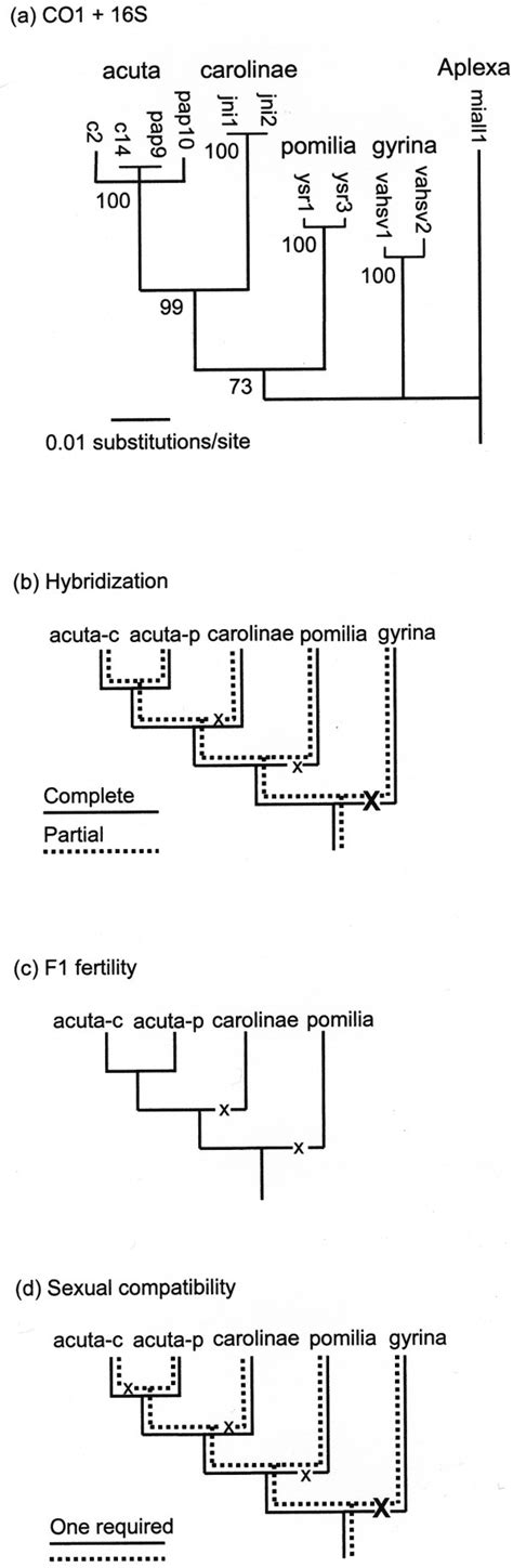 Gene Trees And Species Trees A Gene Tree Based On Mitochondrial Coi Download Scientific