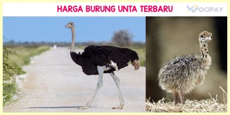 Info Harga Burung Unta Anakan Remaja Dewasa