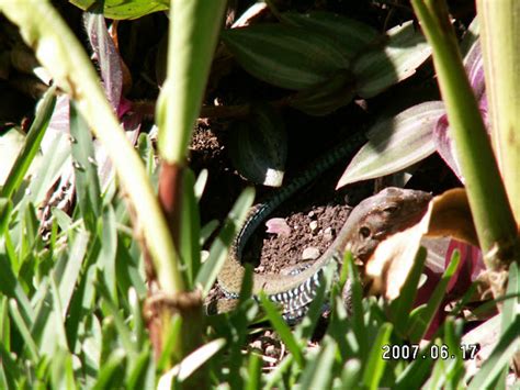 Whiptail Lizard Project Noah