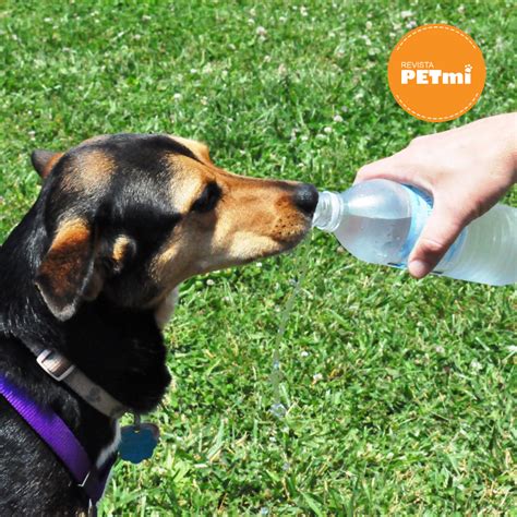 Cuánta agua debe ingerir mi perro Revista Petmi para amantes de