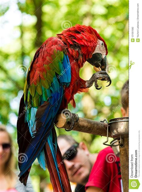 Macaw Grande Que Come Un Primer De La Nuez Foto De Archivo Imagen De