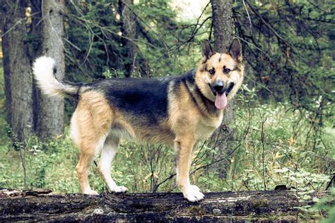 German Shepherd Alaskan Malamute Mix — Loyalty And Devotion