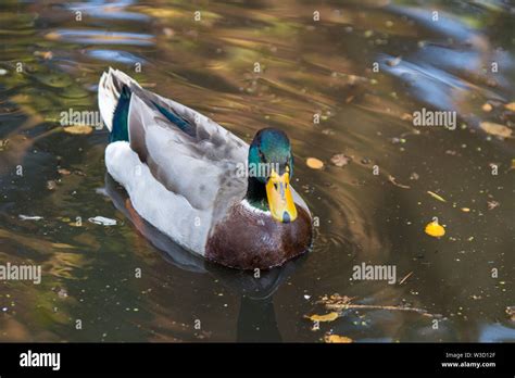 Mallard duck drake male swimming in pond water Stock Photo - Alamy