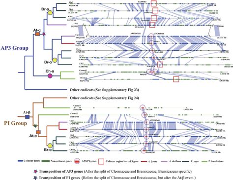 Collinearity Analysis Of B Class Type Ii Mads Box Gene Ap3 And Pi