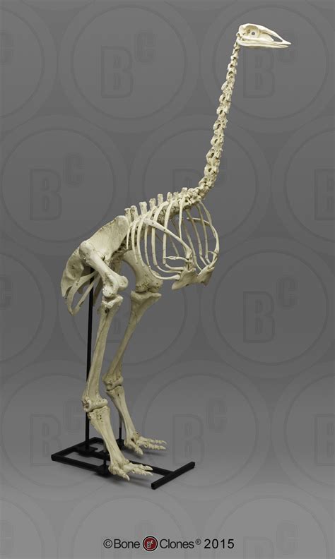 Articulated Elephant Bird Skeleton - Bone Clones - Osteological ...