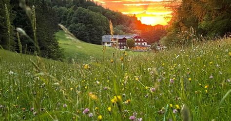 Blumenwiese Im Sonnenuntergang In Au Erhalb Salzburgs Sch Ne Heimat