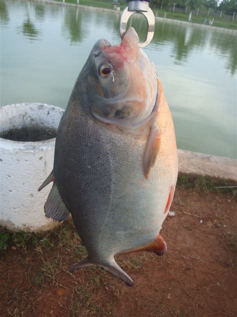 Peixe Morre Pela Boca 1