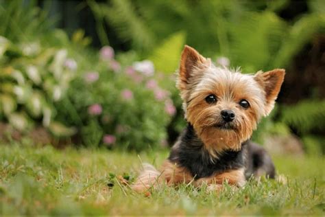 How Much Do Yorkies Cost Yorkshire Terrier Costs Explained