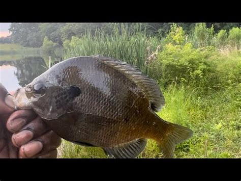 Catching Big Bluegills With Minnows YouTube