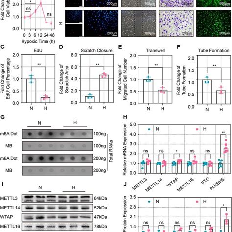 Alkbh Overexpression Exacerbated The Hypoxiainduced Dysfunction Of