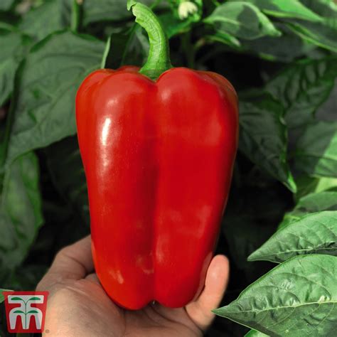 Sweet Pepper Red King F1 Hybrid Seeds Thompson Morgan