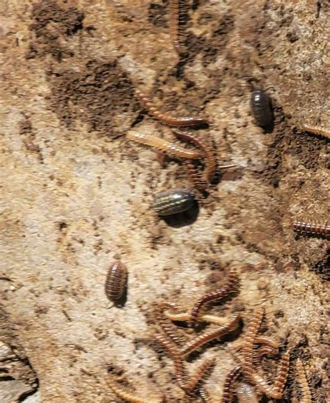 Common Pill Woodlouse From Moorpark CA 93021 USA On June 20 2023 At