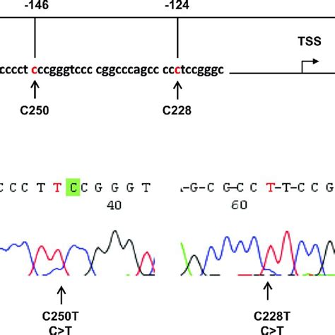 Identification Of Tert Promoter Mutations In Hepatocellular Carcinoma