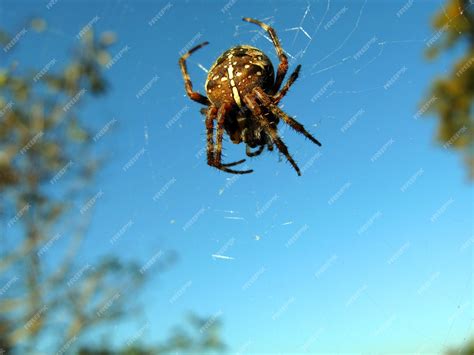 Premium Photo Large Cross Spider Araneus Hanging In Air On Web Close