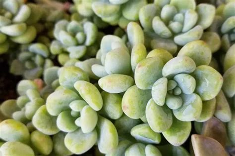 Sedum Clavatum Tiscalatengo Gorge Sedum A Comprehensive Succulent