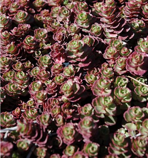 Sedum ‘Red Carpet’