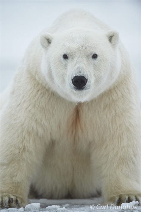 Polar Bear sitting on ice of Arctic Ocean, Arctic National Wildl ...